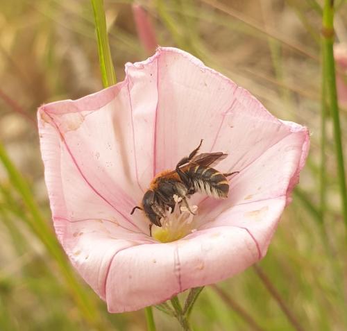 Réf. 357 754 : Hoplitis sp.