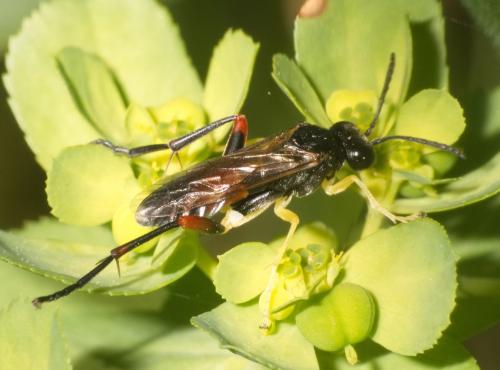 Réf. 357 522 : Macrophya rufipes