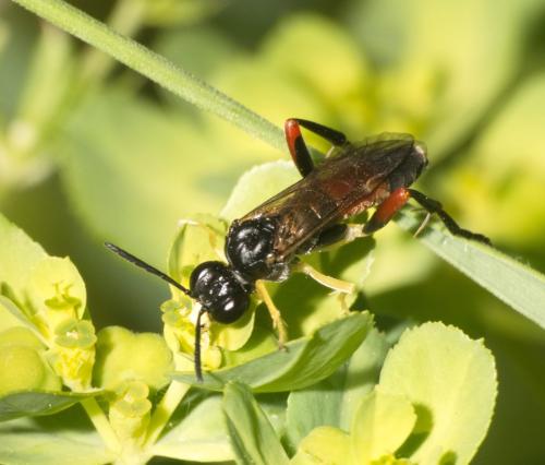 Réf. 357 521 : Macrophya rufipes