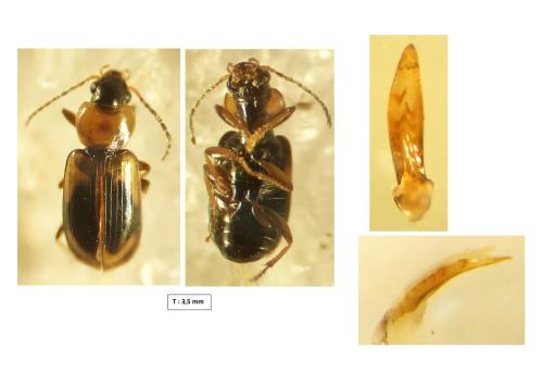 Acupalpus elegans