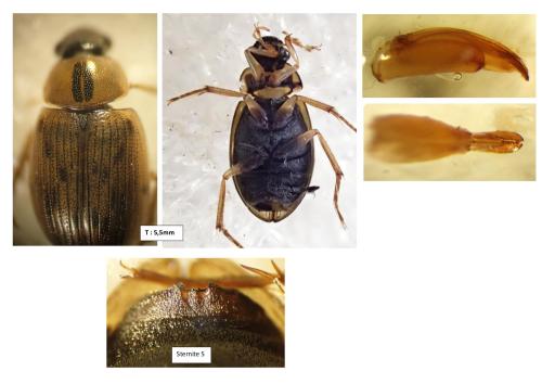 Réf. 357 104 : Berosus signaticollis