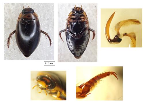 Réf. 357 131 : Rhantus suturalis