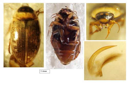 Réf. 357 512 : Agabus conspersus