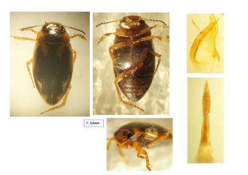 Hydroporus palustris