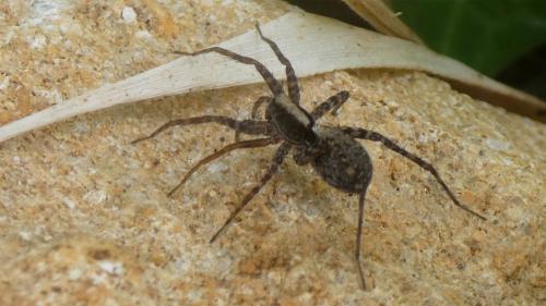 Pardosa sp.