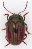 357087 – Photo : Arthropa - Benoit Martha – France (71)