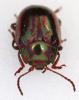 357088 – Photo : Arthropa - Benoit Martha – France (71)