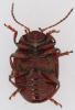 357092 – Photo : Arthropa - Benoit Martha – France (71)