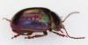 357089 – Photo : Arthropa - Benoit Martha – France (71)