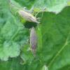 357964 – Photo : Mathurin CARNET – France (58)