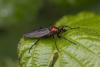 357878 – Photo : Pierre Duhem – France (17)