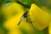 357986 – Photo : Guillaume Huot-Marchand – France (88)
