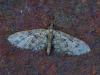 357249 – Photo : Georges Vermelle – France (62)