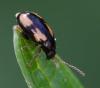 357707 – Photo : ANDRE LABETAA – France (66)