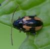 357740 – Photo : ANDRE LABETAA – France (66)