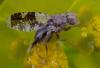 357141 – Photo : ANDRE LABETAA – France (66)