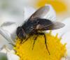 357649 – Photo : ANDRE LABETAA – France (66)