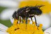 357650 – Photo : ANDRE LABETAA – France (66)