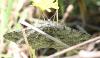 357241 – Photo : Liliane Delattre – France (30)