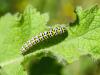 357698 – Photo : BourrinOman – France (83)