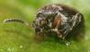 357100 – Photo : Daniel INGREMEAU – France (36)