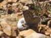 357768 – Photo : Maxime Guillemont – France (84)