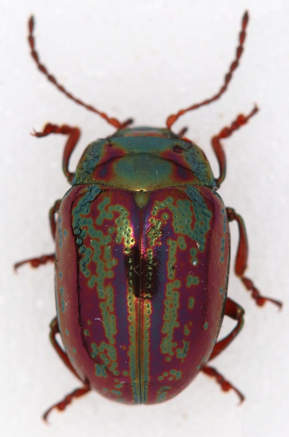 Arthropa - Benoit Martha - Chrysolina (Taeniochrysea) americana - réf. 357087 (992 x 1500 pixels, 139 ko)