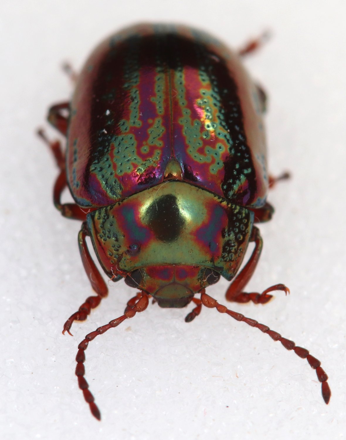 Arthropa - Benoit Martha - Chrysolina (Taeniochrysea) americana - réf. 357088 (1180 x 1500 pixels, 169 ko)