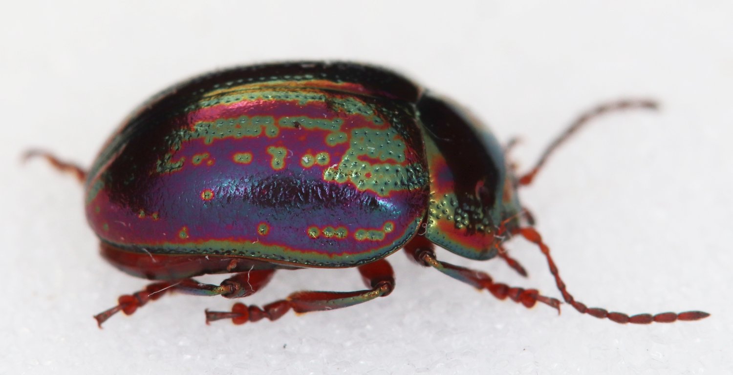 Arthropa - Benoit Martha - Chrysolina (Taeniochrysea) americana - réf. 357089 (1500 x 768 pixels, 104 ko)