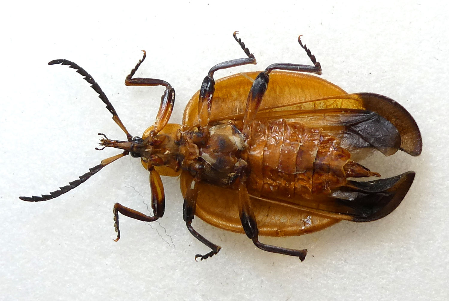 Raffaele Bocchini - Lycus sp. - réf. 357901 (1500 x 1006 pixels, 217 ko)