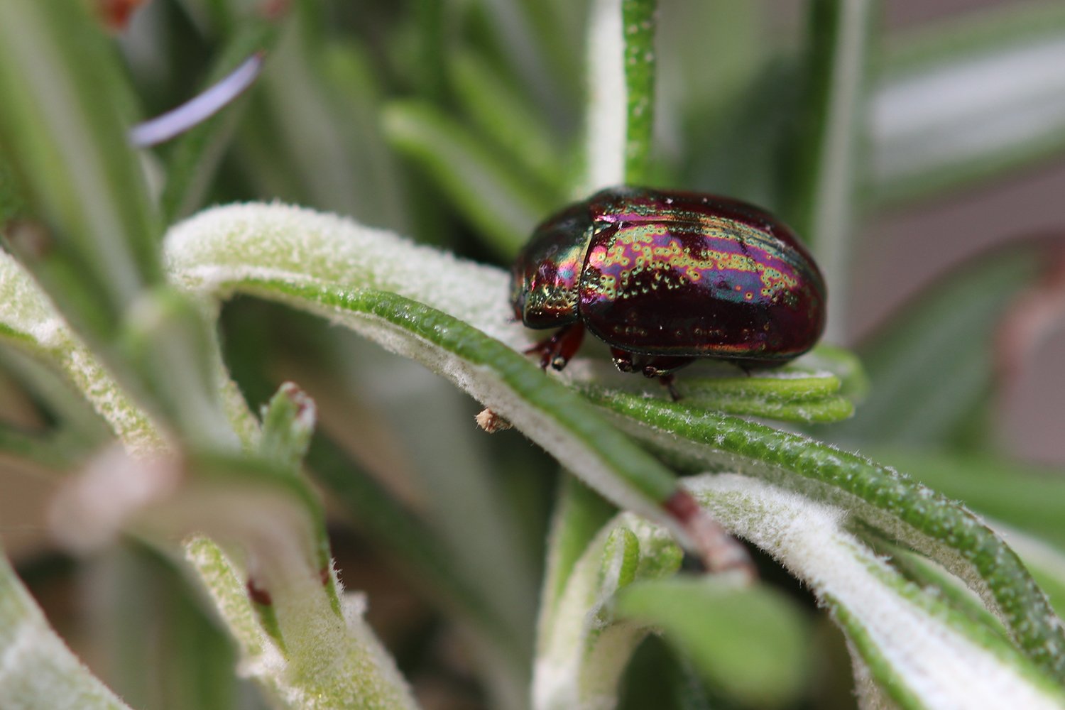 Arthropa - Benoit Martha - Chrysolina (Taeniochrysea) americana - réf. 357034 (1500 x 1000 pixels, 149 ko)
