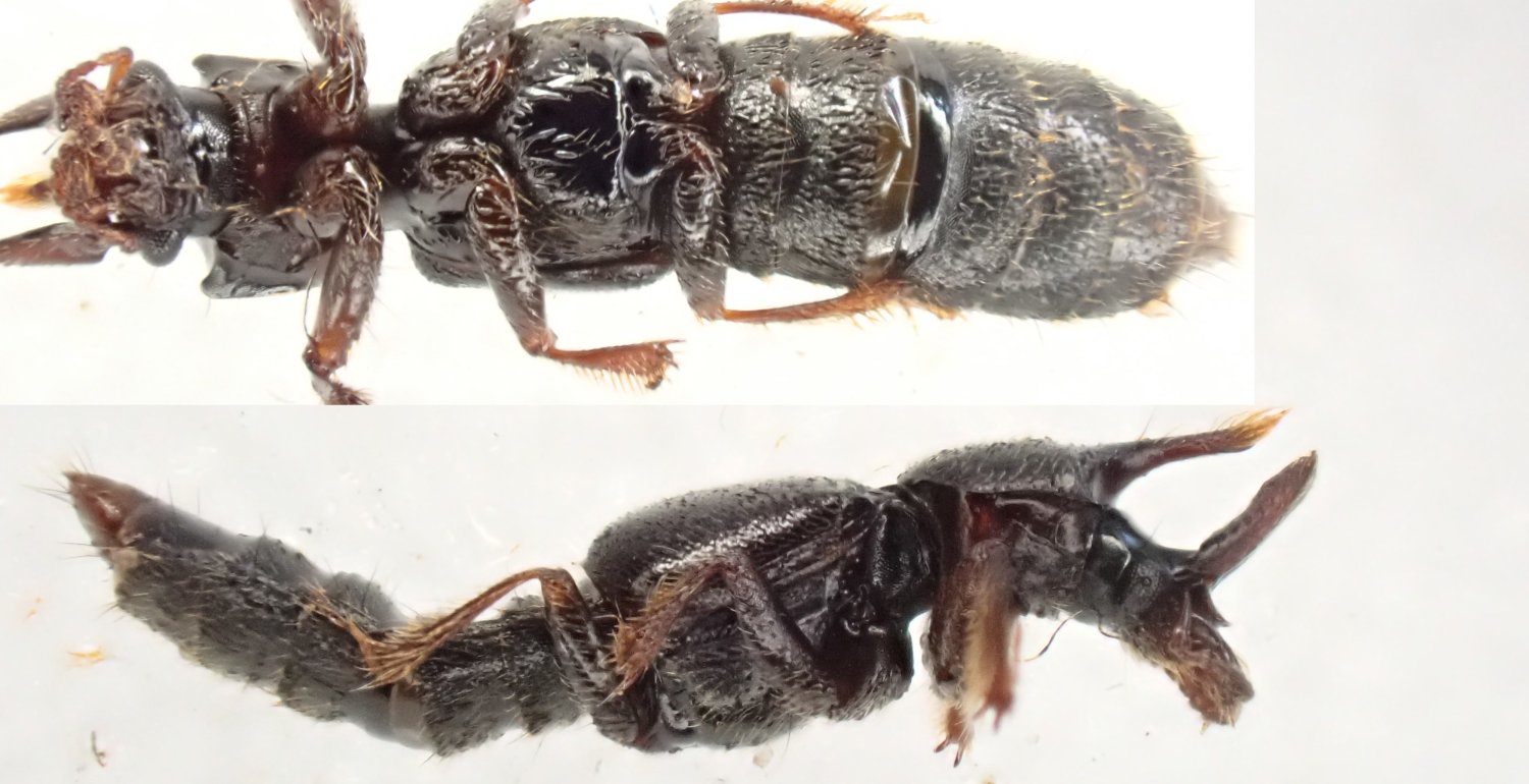 Thomas Gelis - Bledius (Euceratobledius) furcatus - réf. 357516 (1500 x 770 pixels, 154 ko)