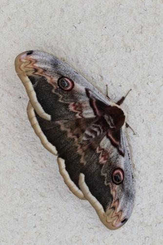 Saturnia pyri