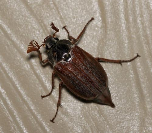 Melolontha melolontha