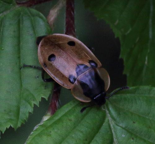 Dendroxena quadrimaculata