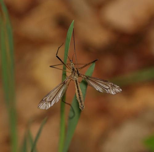 Tipula vernalis