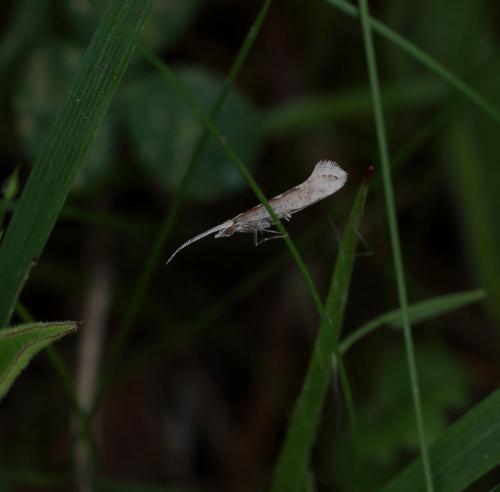 Plutella xylostella