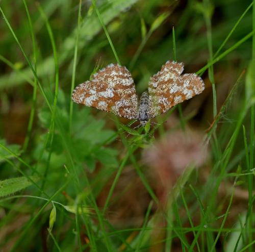 Réf. 358 940 : Ematurga atomaria