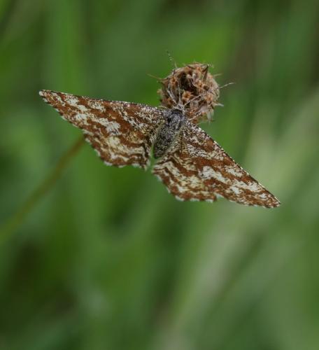Ematurga atomaria