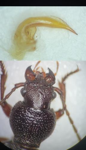 Ditomus calydonius