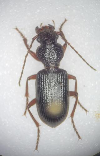 Ditomus calydonius