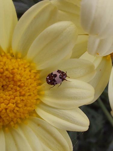 Anthrenus sp.