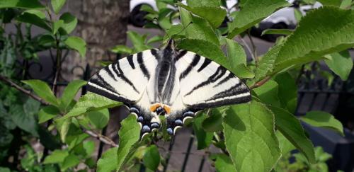 Iphiclides podalirius