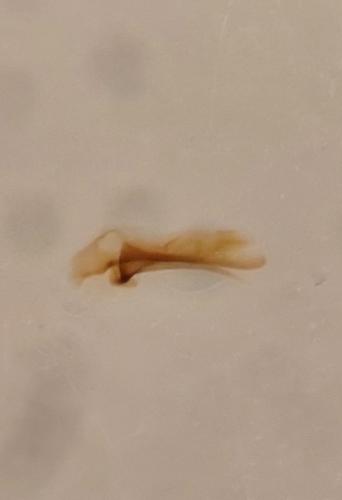 Tachyura sp.