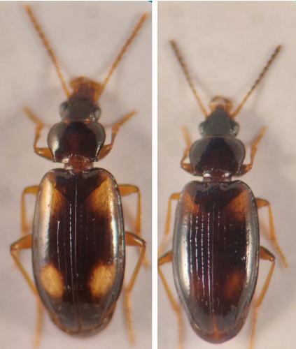Tachyura sp.