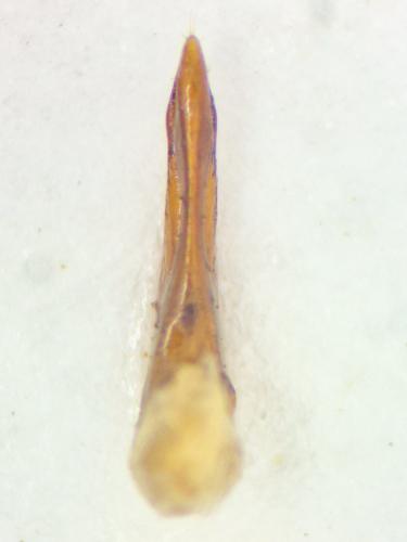 Quedius picipes