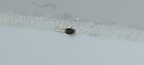 Bryobia sp.
