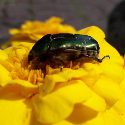 Cetonia aurata