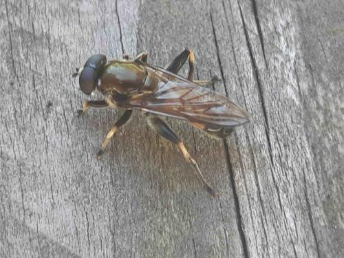 Xylota segnis