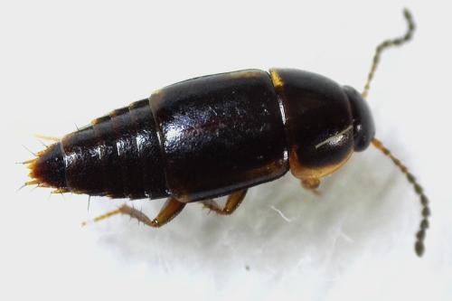 Tachinus sp.